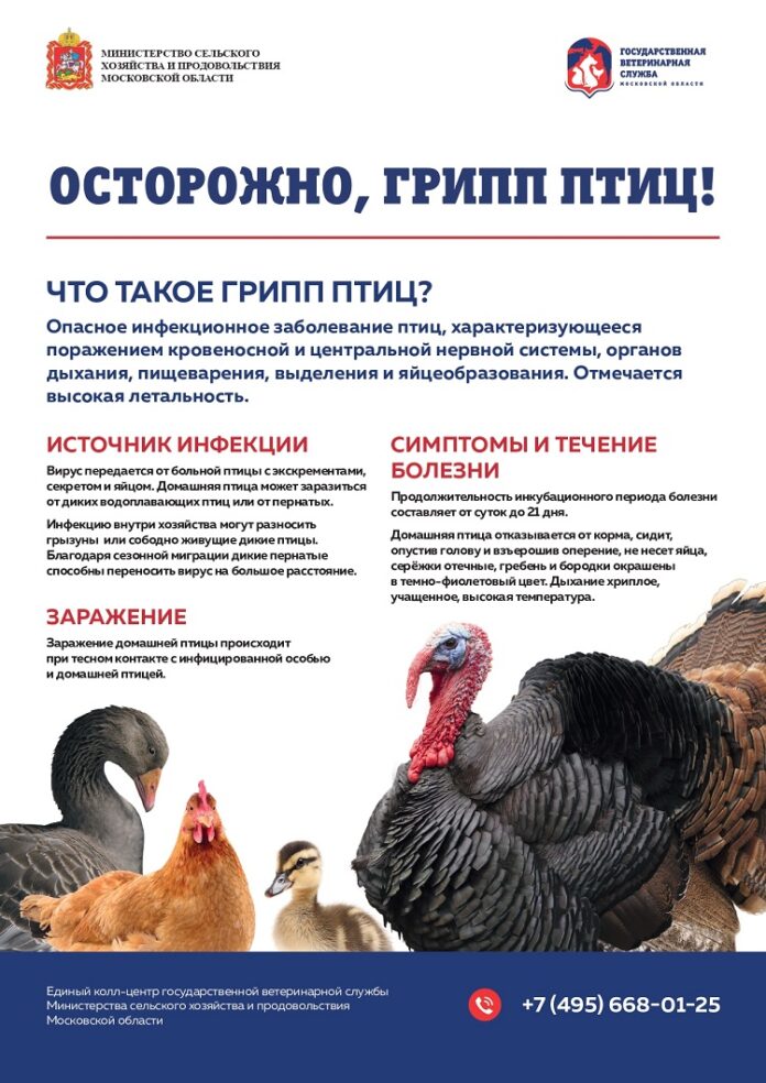 Осторожно: грипп птиц! Осторожно: грипп птиц!