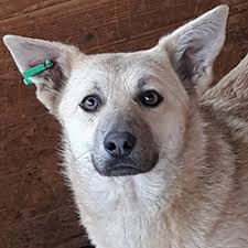 К сведению подольчан: памятка об обращении с собакой с биркой в ухе