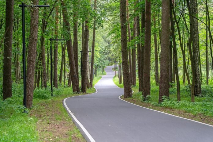 В «Дубровицком лесу» в Подольске теперь есть пространство для прогулок В «Дубровицком лесу» в Подольске теперь есть пространство для прогулок