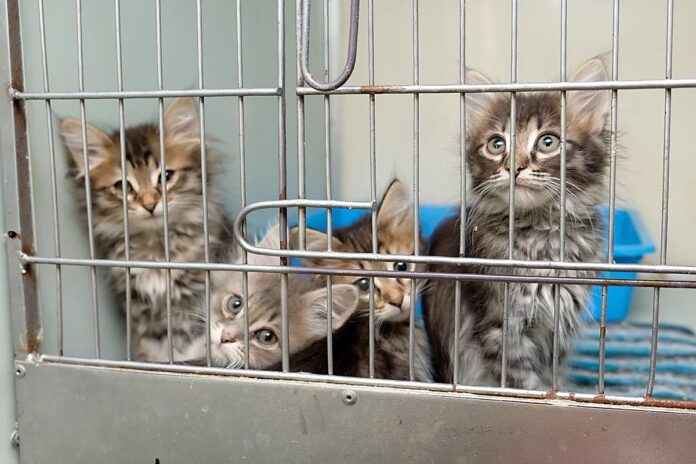 Карта приютов для бездомных животных появилась в Подмосковье