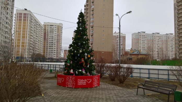 Во дворах микрорайона Кузнечики появились новогодние ели