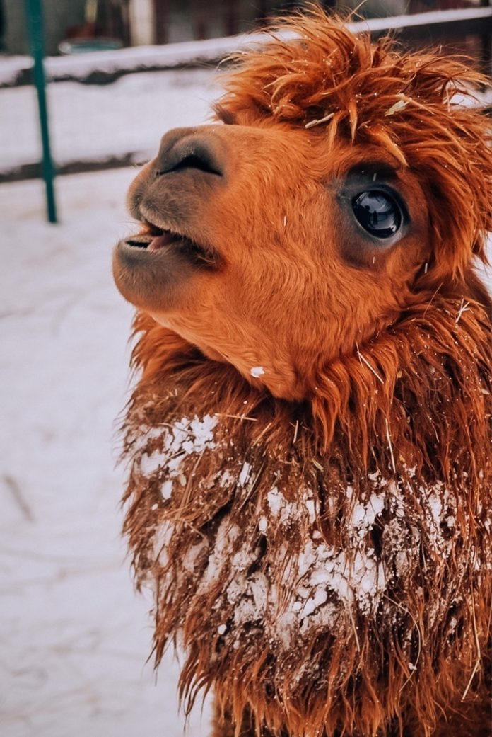 Стали известны итоги конкурса любительской фотографии #ВОбъективеЗима подвели в ДК “Октябрь” Стали известны итоги конкурса любительской фотографии #ВОбъективеЗима подвели в ДК “Октябрь”