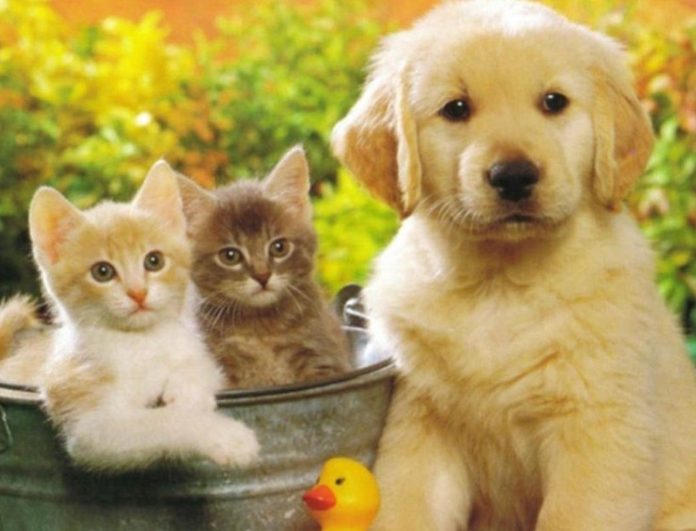 Жителей округа приглашают присоединиться к вебинару в рамках научно-практической конференции