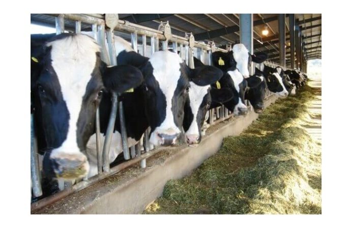 Проект ВИЖ им. Л.К. Эрнста о голштинизации крупного рогатого скота удостоен президентского гранта