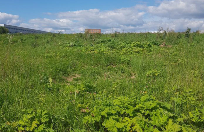 14 гектар сельхозземель проверили в Подольске в рамках борьбы с борщевиком Сосновского
