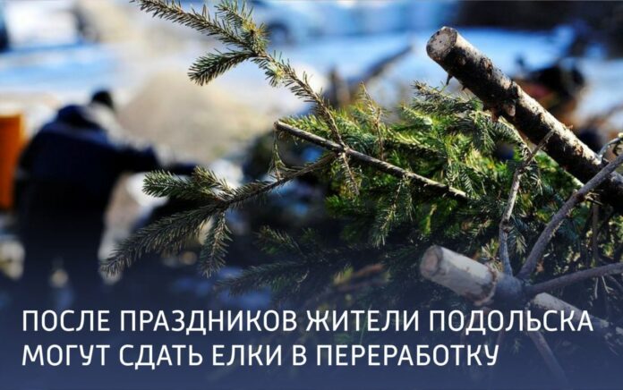 Подольчане смогут сдать новогодние елки на переработку Подольчане смогут сдать новогодние елки на переработку