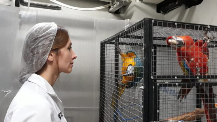 Подольчанам на заметку: ветклиники и шиномонтажи будут открыты на нерабочей неделе в МО