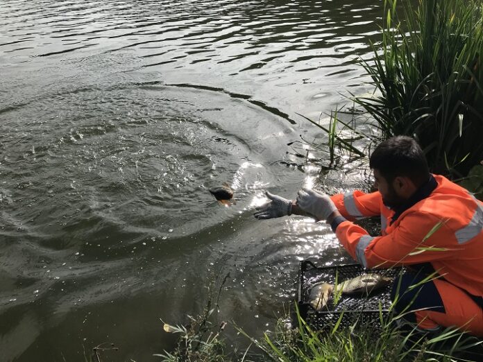 Карпу нужен пруд, а пруду – хозяин