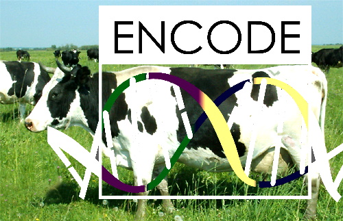 Учеными ФГБНУ ФИЦ ВИЖ имени Л.К. Эрнста выполнено исследование геномной архитектуры двух старейших отечественных...