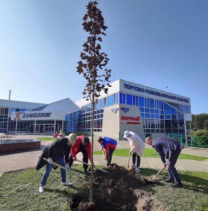 В сквере за Домом культуры «Машиностроитель» в микрорайоне Климовск посадили красные клены В сквере за Домом культуры «Машиностроитель» в микрорайоне Климовск посадили красные клены