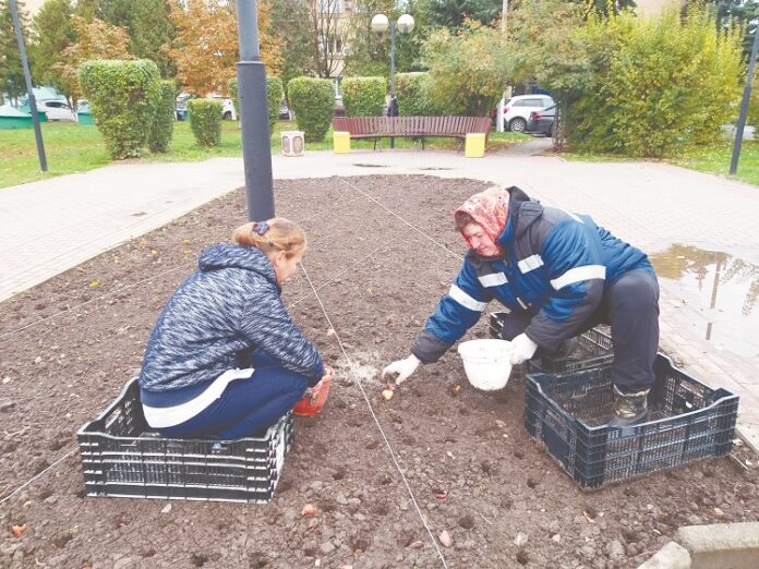 «Дарвиновы гибриды» расцветут весной «Дарвиновы гибриды» расцветут весной