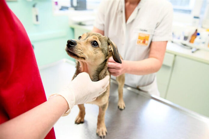 К сведению подольчан: что дает чипирование домашних животных?