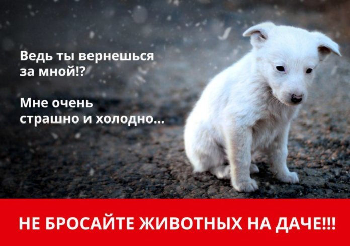 Не бросайте животных на даче! Не бросайте животных на даче!