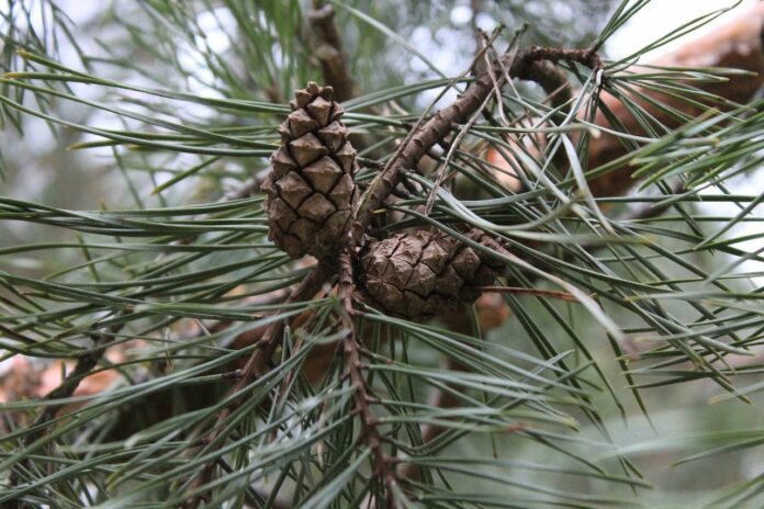 Задержали подозреваемого в вырубке деревьев в Подольске Задержали подозреваемого в вырубке деревьев в Подольске