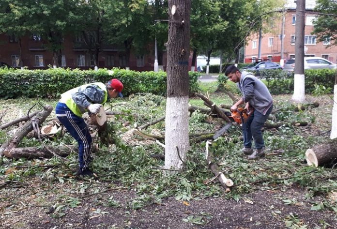Деревья не должны нести опасность Деревья не должны нести опасность