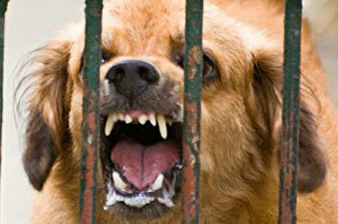 Вниманию владельцев животных Вниманию владельцев животных