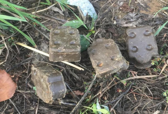 Плановая вакцинация диких плотоядных животных проходит в Подольске