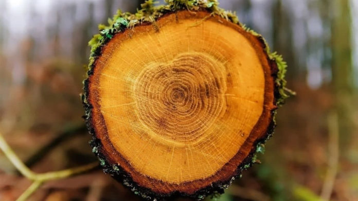 Подольчанам рассказали про годичные кольца деревьев Подольчанам рассказали про годичные кольца деревьев