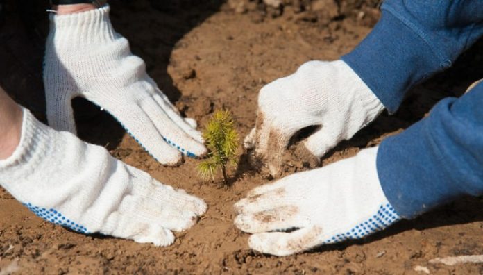 Чтобы лес шумел Чтобы лес шумел