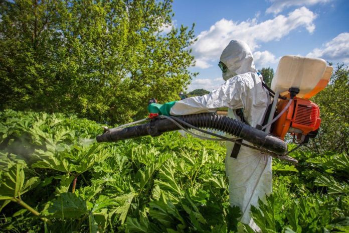 В Большого Подольске пройдут мероприятия по уничтожению борщевика Сосновского В Большого Подольске пройдут мероприятия по уничтожению борщевика Сосновского