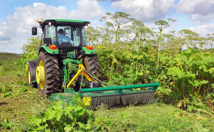 Подольчане могут посмотреть карту по борьбе с борщевиком в Подмосковье