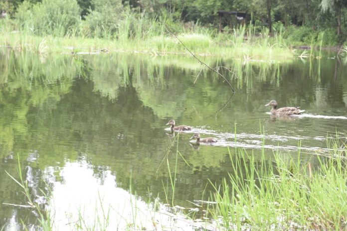 Жители Подольска могут выбрать пруды, работы по очистке которых запланируют в 2022 году Жители Подольска могут выбрать пруды, работы по очистке которых запланируют в 2022 году