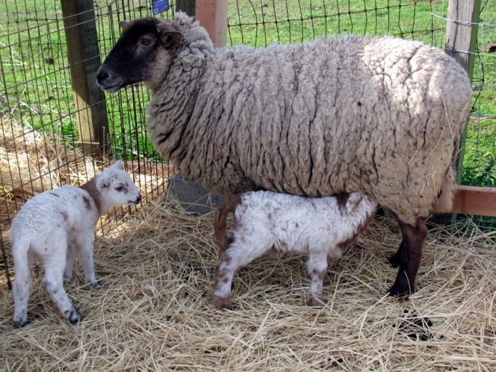 Ученые Университета Кента совместно с учеными ФИЦ ВИЖ им. Л.К. Эрнста провели анализ вклада... Ученые Университета Кента совместно с учеными ФИЦ ВИЖ им. Л.К. Эрнста провели анализ вклада...