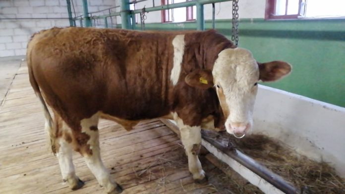 В Головной центр по воспроизводству сельскохозяйственных животных прибыла новая партия племенных быков В Головной центр по воспроизводству сельскохозяйственных животных прибыла новая партия племенных быков