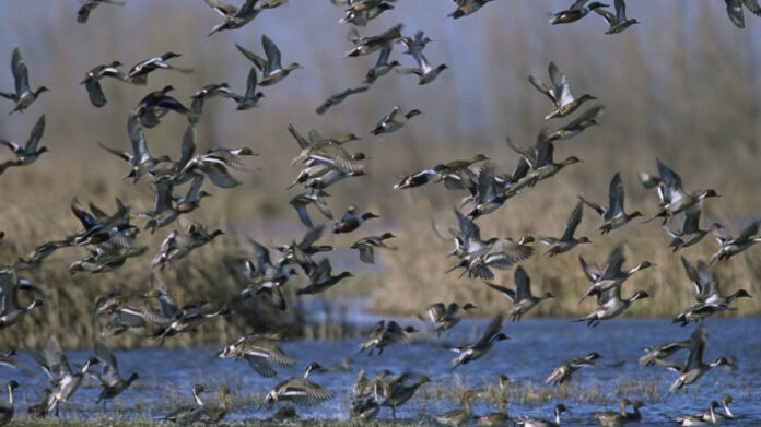 К сведению подольчан: летне-осенняя охота на пернатую дичь откроется в Подмосковье 8 августа