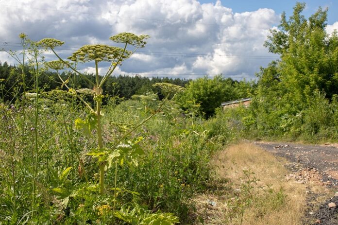 Подольчане могут узнать о мероприятиях по борьбе с борщевиком на онлайн-карте