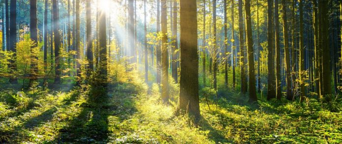 Проект «Посади Лес» запускает Школу лесных волонтеров Проект «Посади Лес» запускает Школу лесных волонтеров