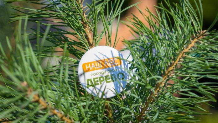 Более 900 деревьев посадят в ходе акции “Наш лес” у вылетных магистралей в ... Более 900 деревьев посадят в ходе акции “Наш лес” у вылетных магистралей в ...