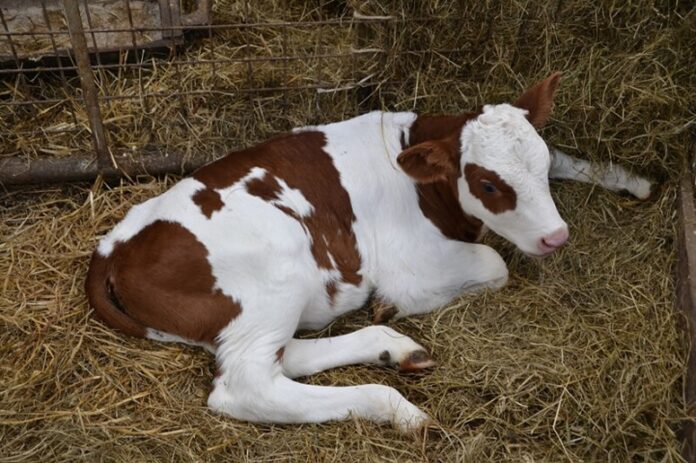 Основные сведения о ящуре и меры его профилактики Основные сведения о ящуре и меры его профилактики