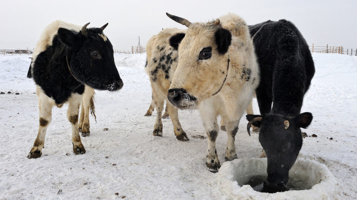 Представители ФИЦ ВИЖ им. Л.К. Эрнста в составе международного коллектива приняли участие в исследовании... Представители ФИЦ ВИЖ им. Л.К. Эрнста в составе международного коллектива приняли участие в исследовании...
