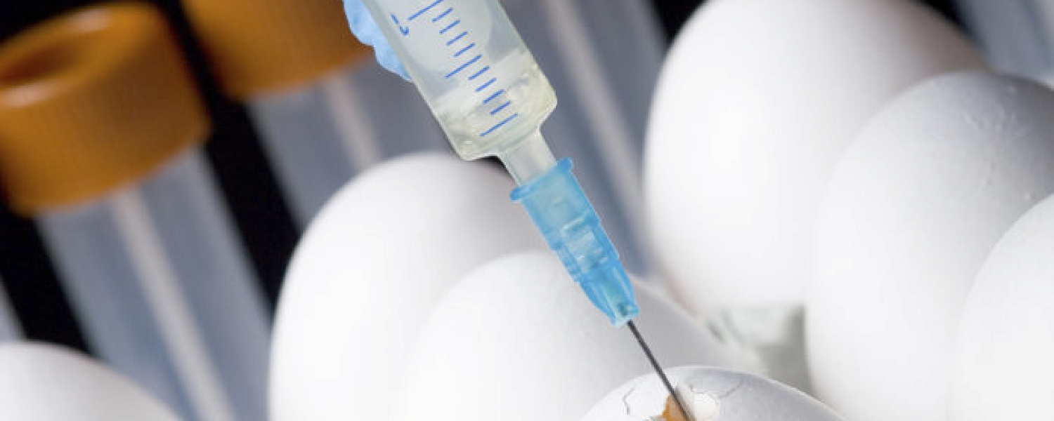 В Городском округе Подольск вывели новую породу кур, несущих яйца для производства вакцины от...